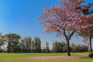 Windsor Park Golf Club